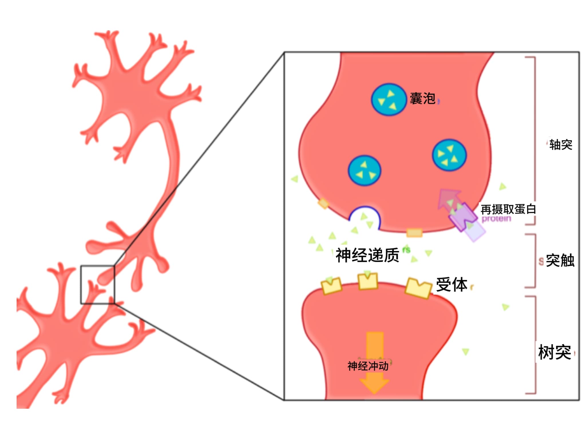 结构图